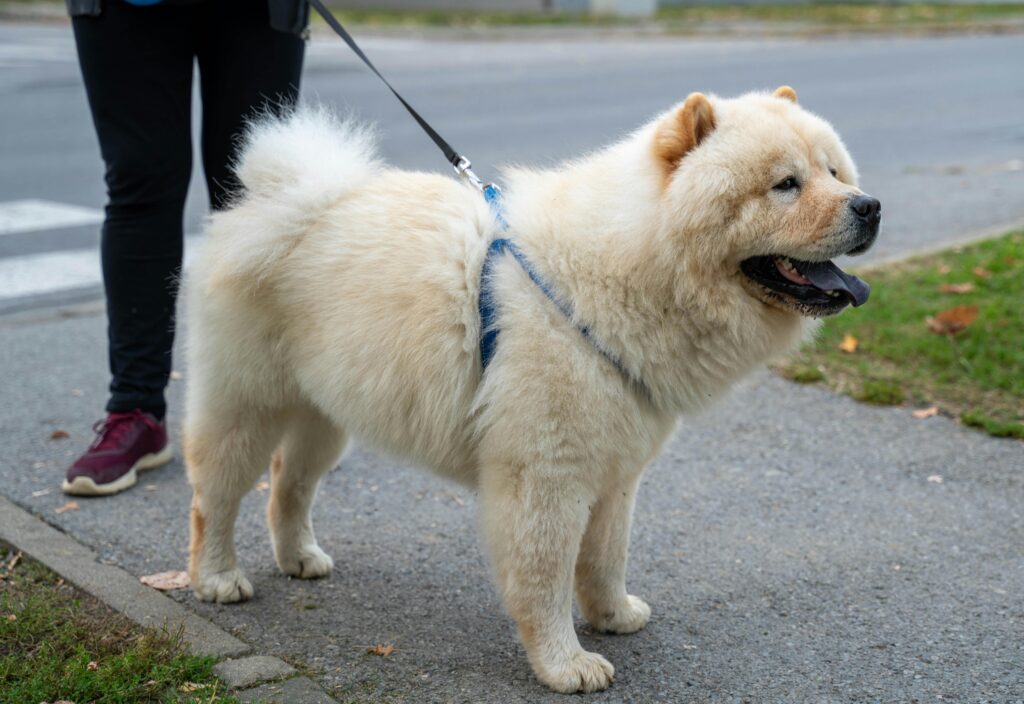 image of fluffy chow chow dog