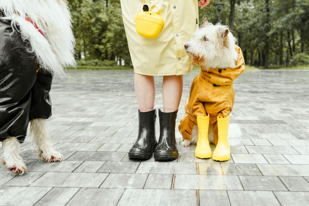 cute dog in gumboots
