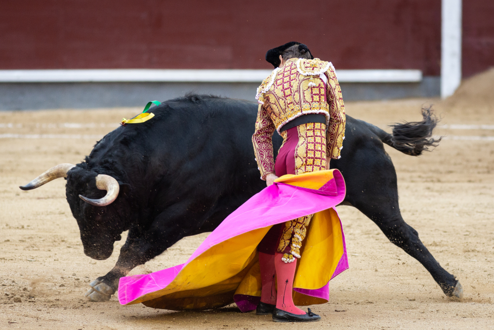 Bullfighter in front of fighting bull