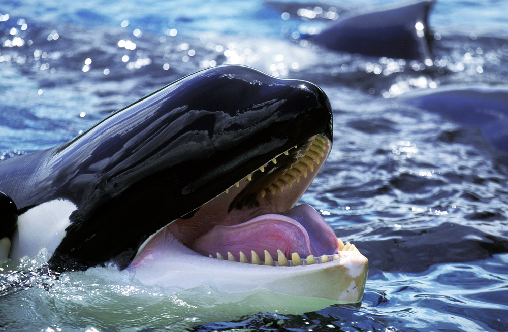 Killer Whale, orcinus orca, Adult with open Mouth