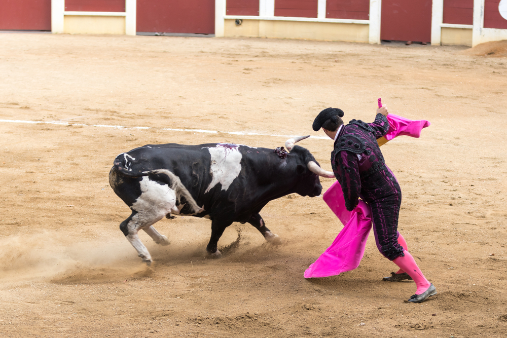 Traditional Bullfighting and corrida, matador and bull