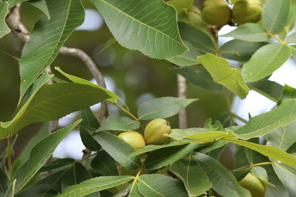 Pignut hickory nuts with green leaves