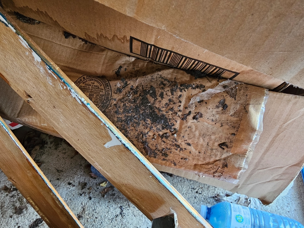 Liverpool, NS, CAN, May 7, 2023 - The side of a cardboard box that is all moldy.