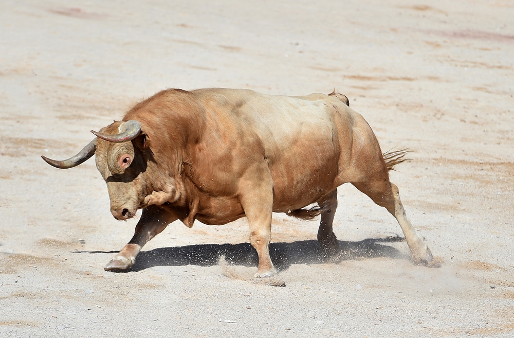 Spanish bull with big horns in in a traditional spectacle of bullfight