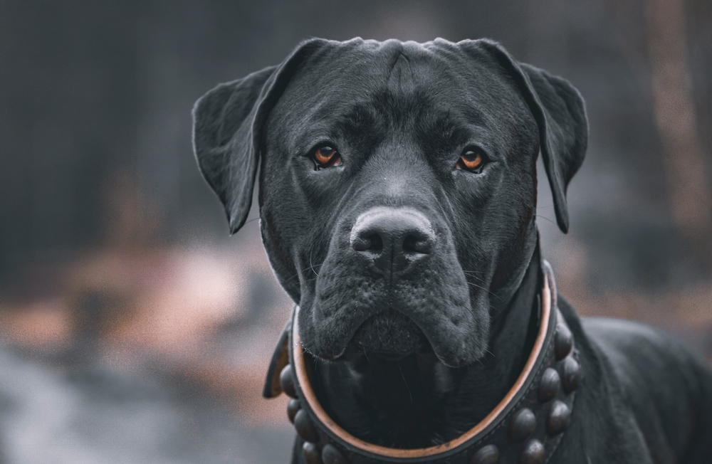 A beutiful Black Presa canario