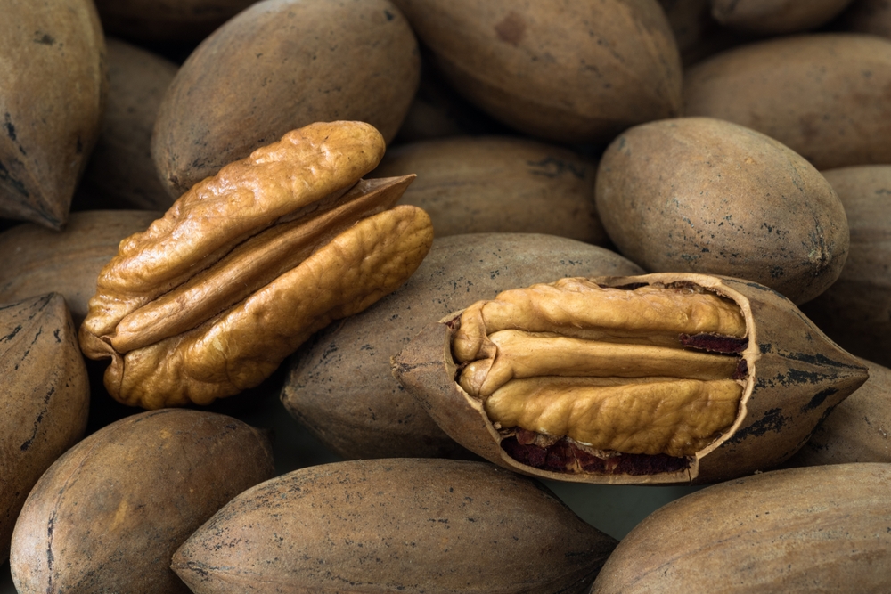 Selective focus on peeled pecan nut among shelled Pecan nuts