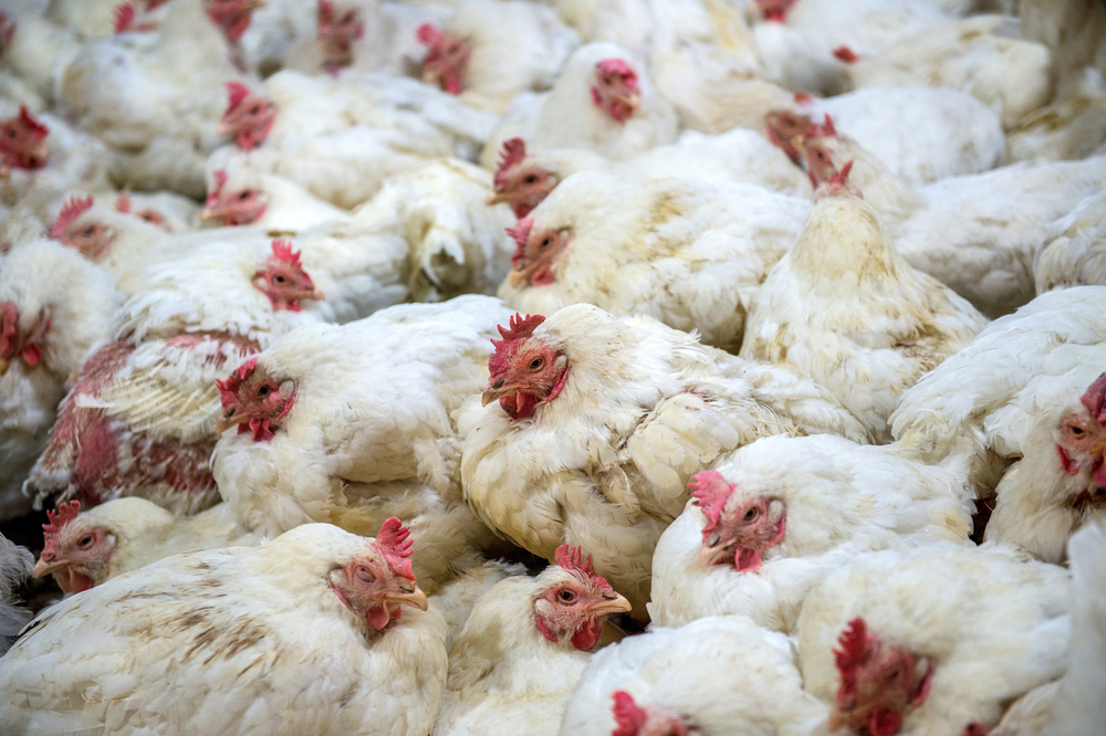 Sick chicken or Sad chicken in farm,Epidemic, bird flu, health problems.
