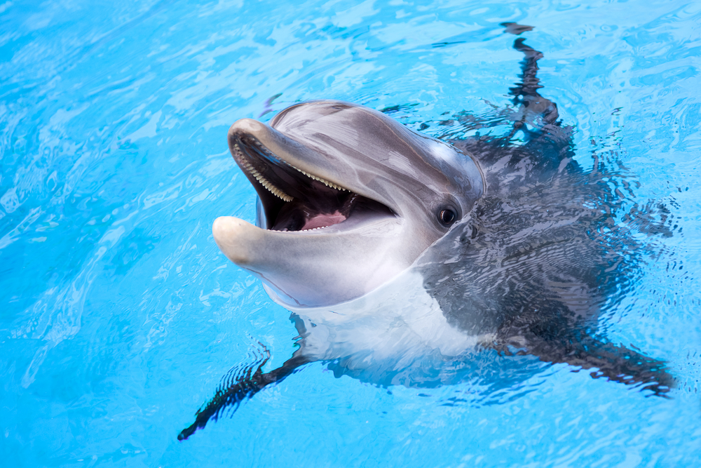 image of dolphin in water