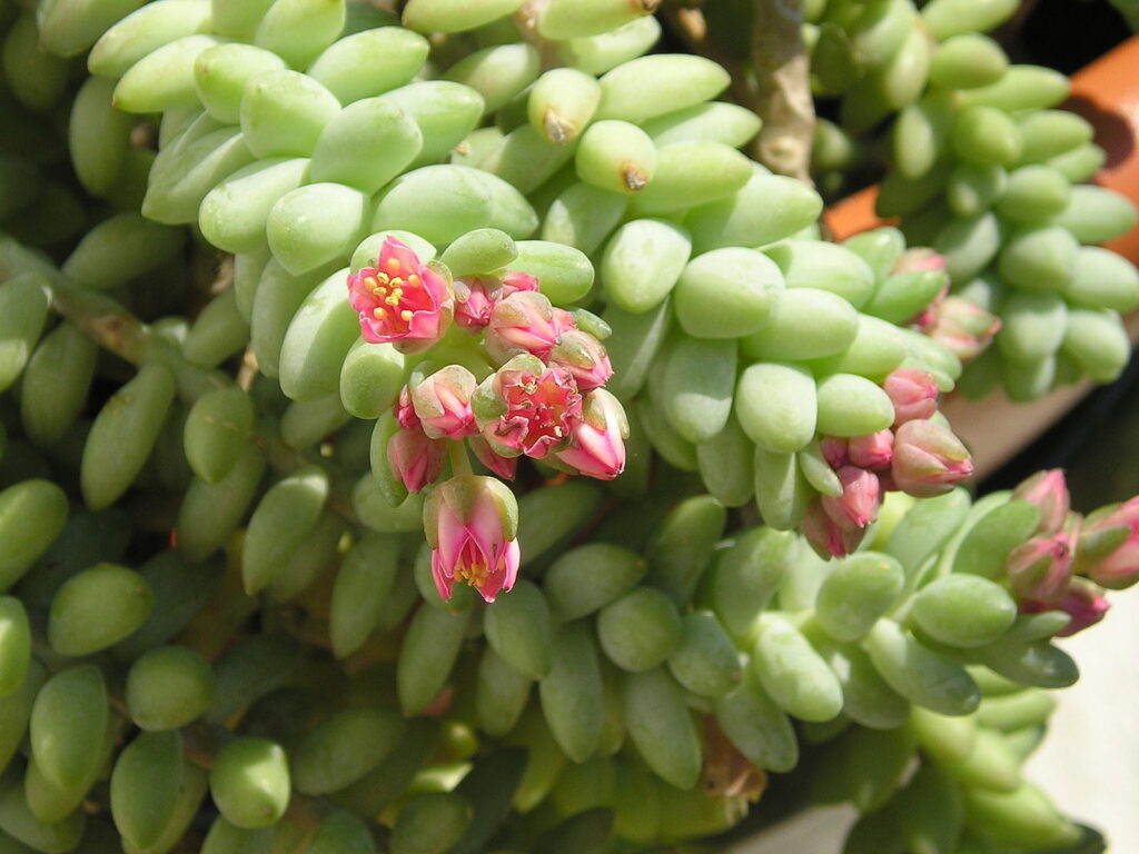 Donkey's tail, Burro's Tail, Rabo de Burro, Sedum morganianum. All these names describe this succulent. Here it is in full bloom, which may be once or twice a year, or never- depends on the climate and light conditions.