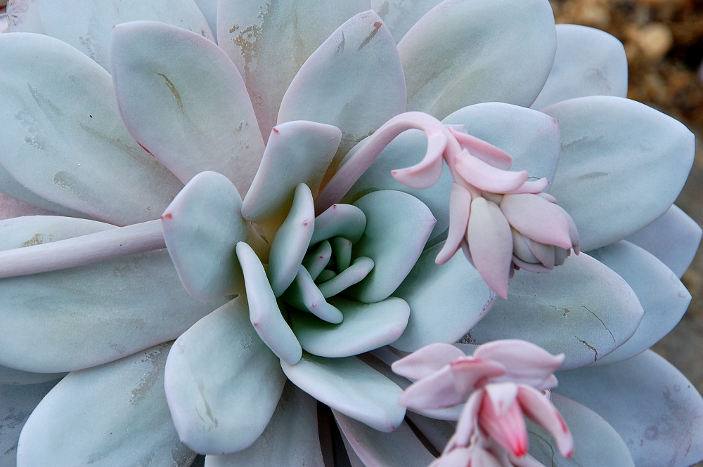 Echeveria lavi, Botanical Garden Berlin, Germany