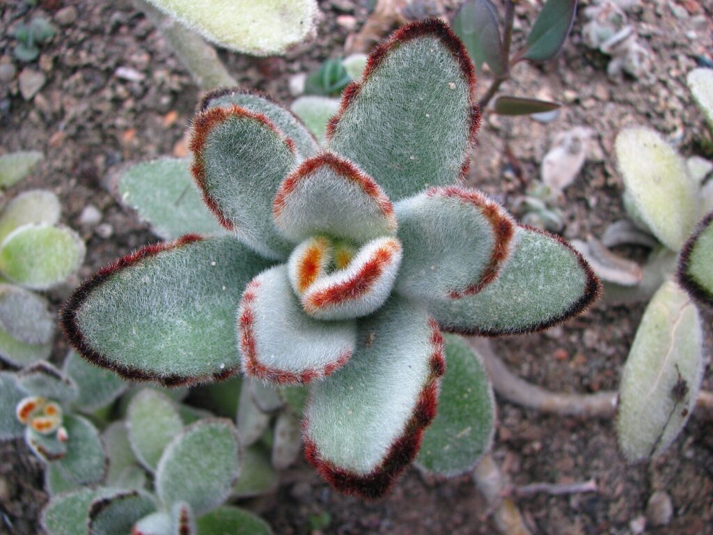 Kalanchoe tomentosa (Stapf) Raym.-Hamet, cultivated in Wrocław University Botanical Garden, Poland. Polski: Żyworódka omszona Kalanchoe tomentosa (Stapf) Raym.-Hamet, młody okaz, z hodowli, Ogród botaniczny Uniwersytetu Wrocławskiego, Wrocław, Polska.