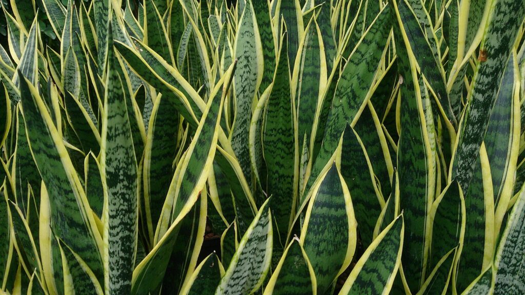 English: Sansevieria trifasciata 'Laurentii'