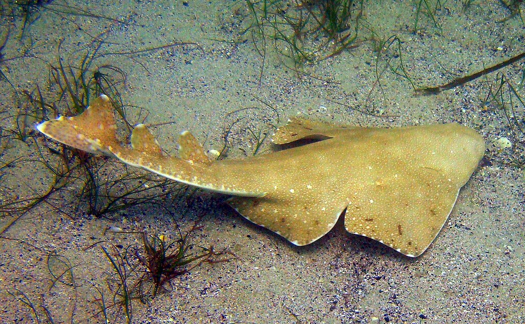 Photo by Nick Long via Wikimedia Commons, CC BY-SA 2.0