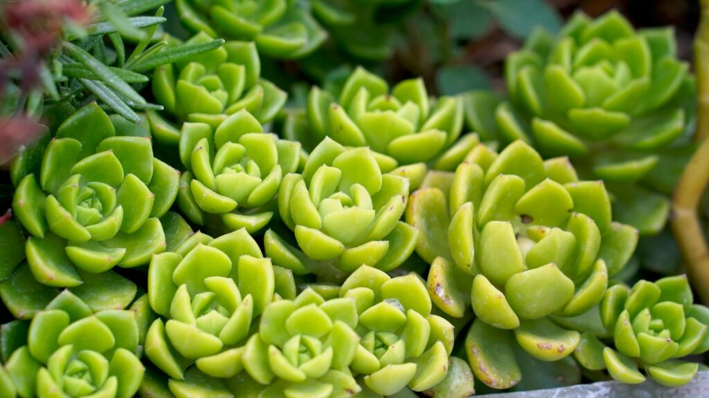 A close up of a bunch of green plants
