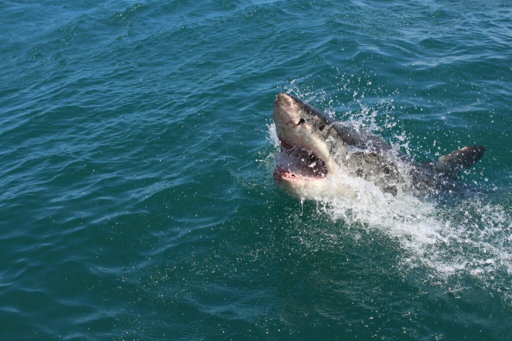 a great white shark with its mouth open in the water

