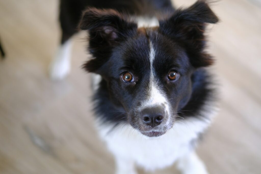 a black and white dog looking up at the camera
