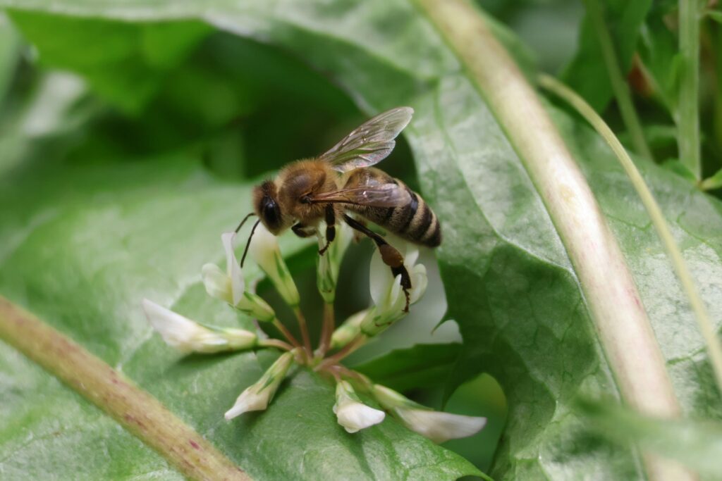 A close up of a bee on a flower
