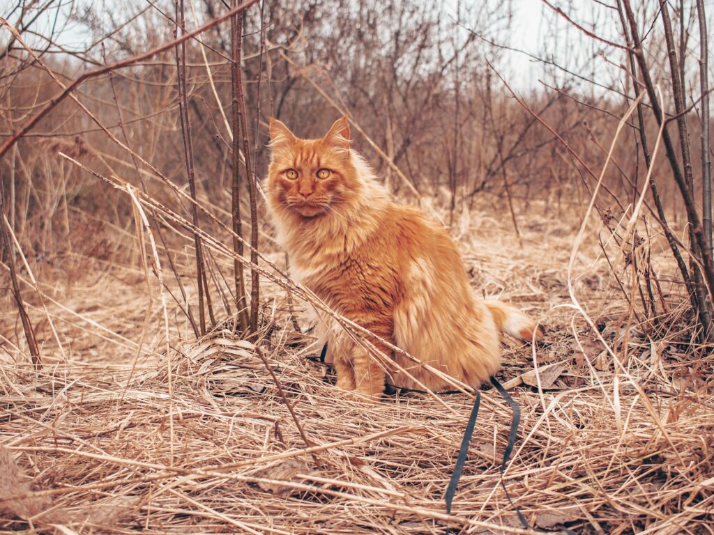 an orange cat sitting in the middle of a field
