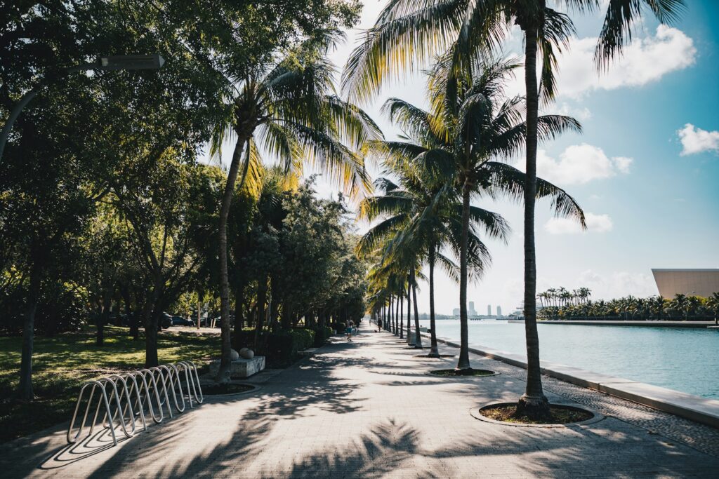 Palm trees line a path next to blue water.
