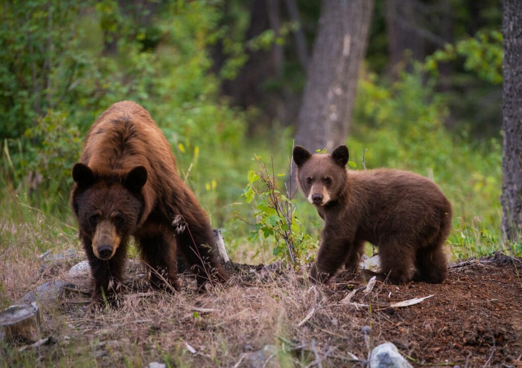 two sun bears on field
