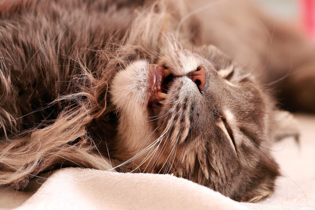 Cat, Tomcat