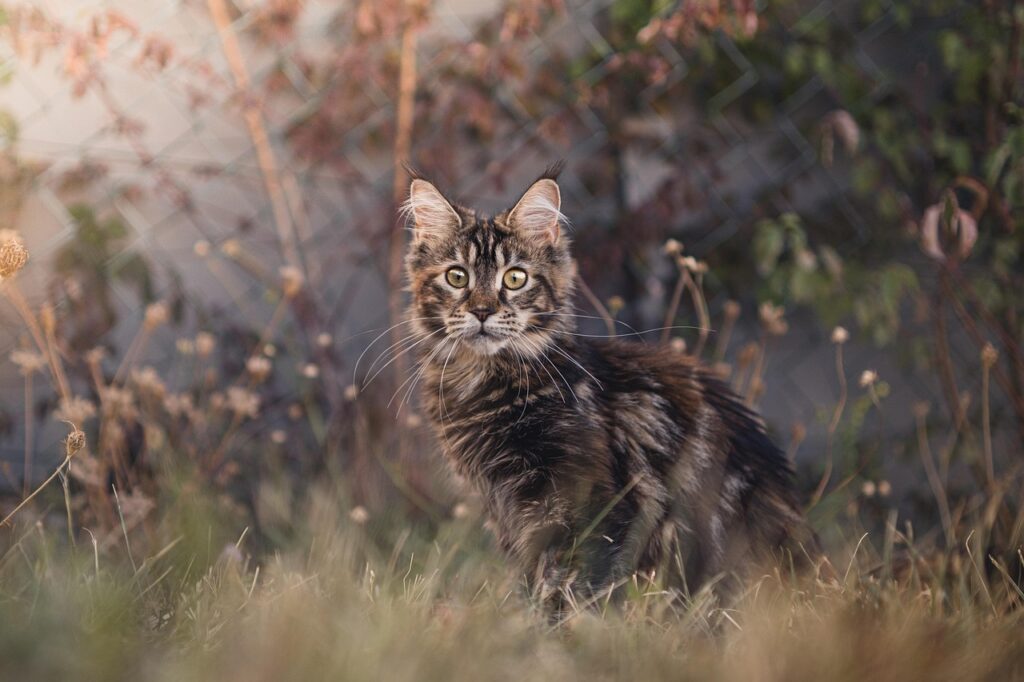 Cat, Maine coon, Kitten