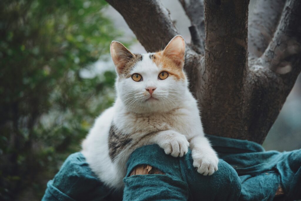 a cat is sitting on a person's leg
