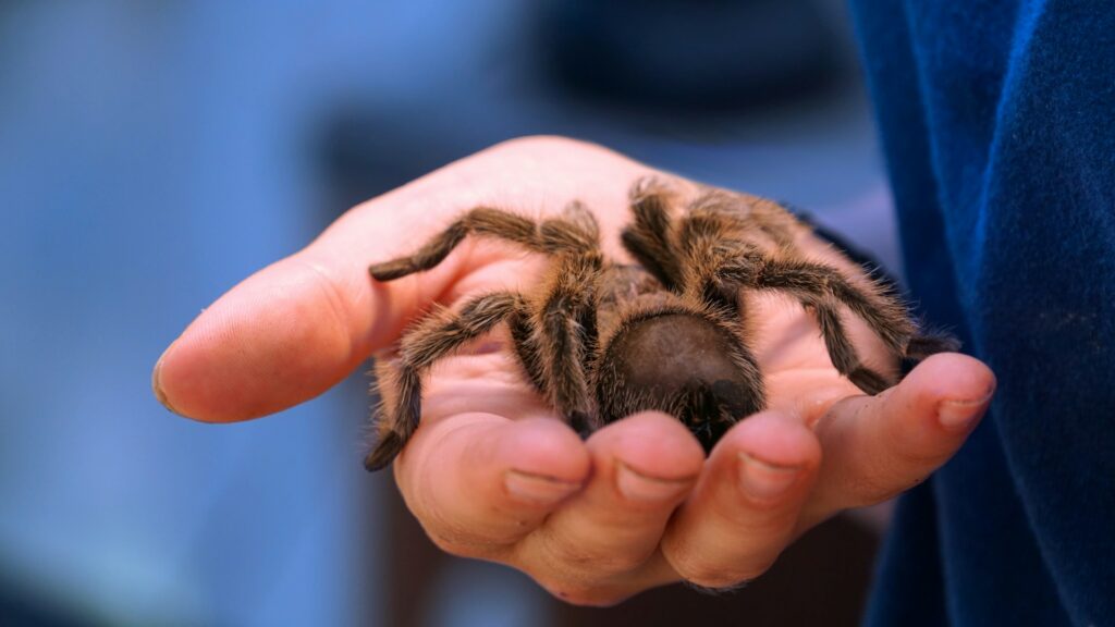 brown tarantula
