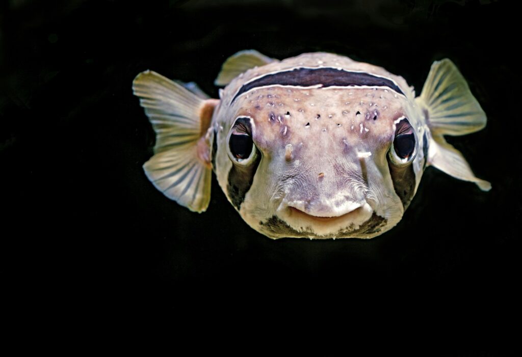 close up photo of brown puffin fish
