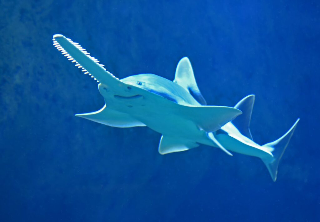 saw shark
