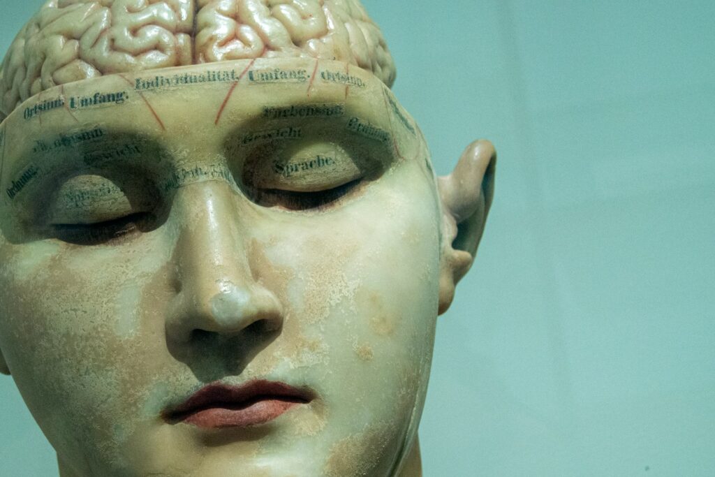 human anatomy model
