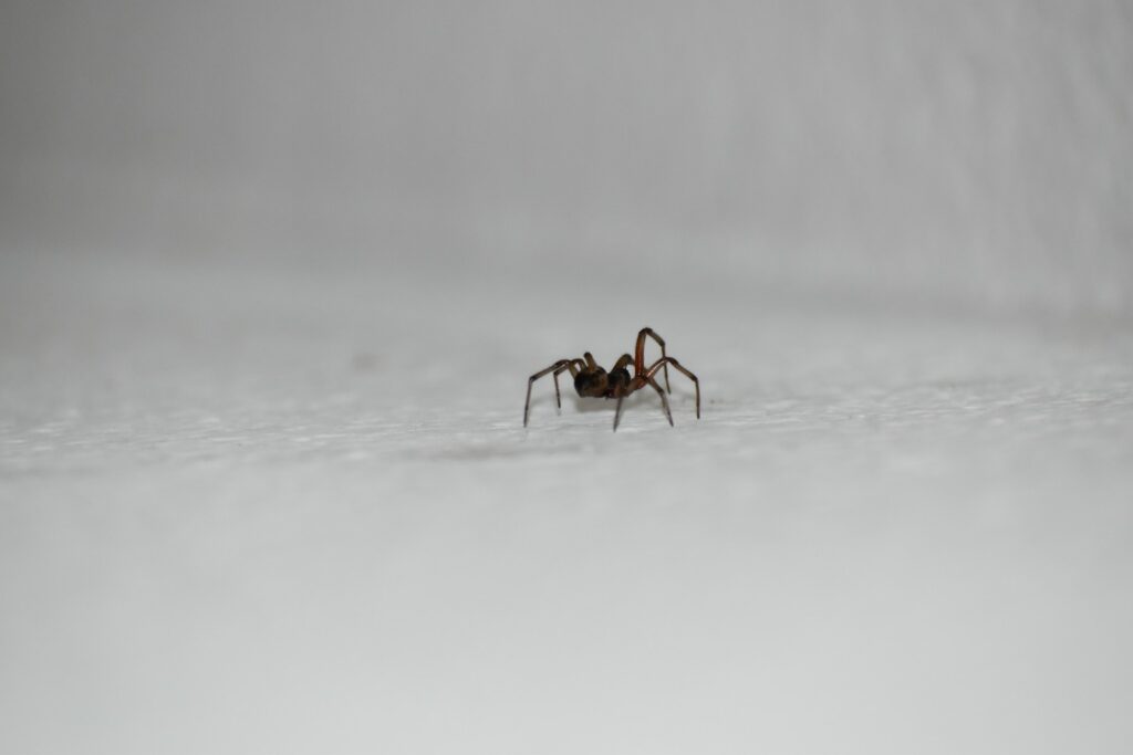 brown ant on white surface

