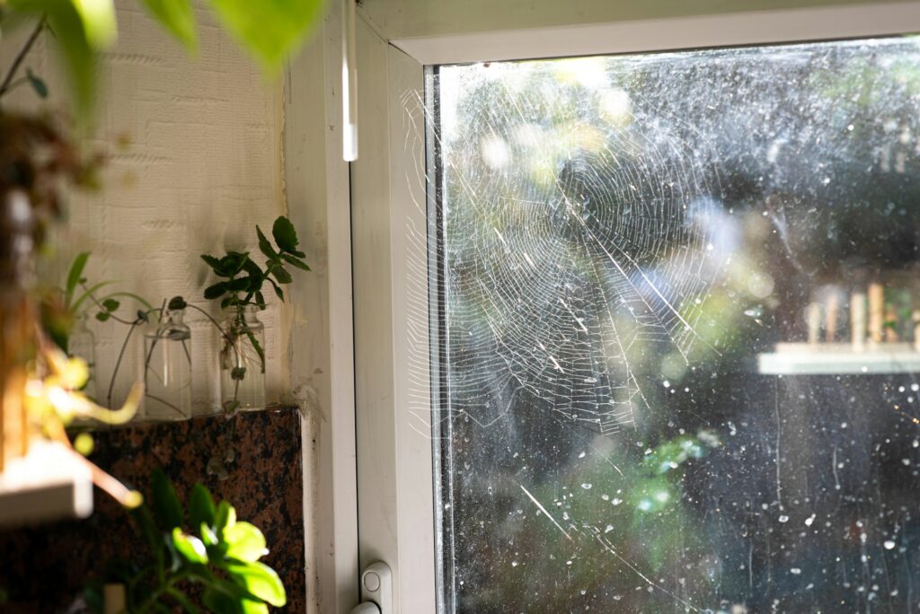 a window with a plant outside
