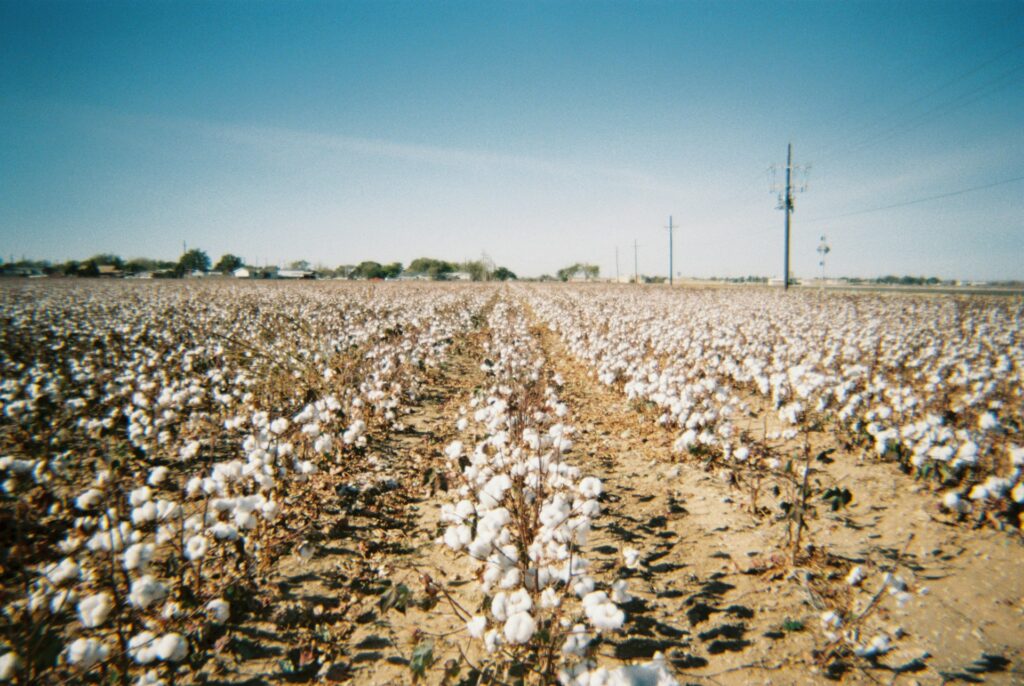 a field of cotton
