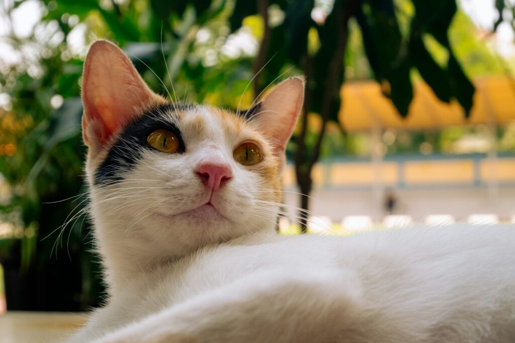 A cat is laying down on a table