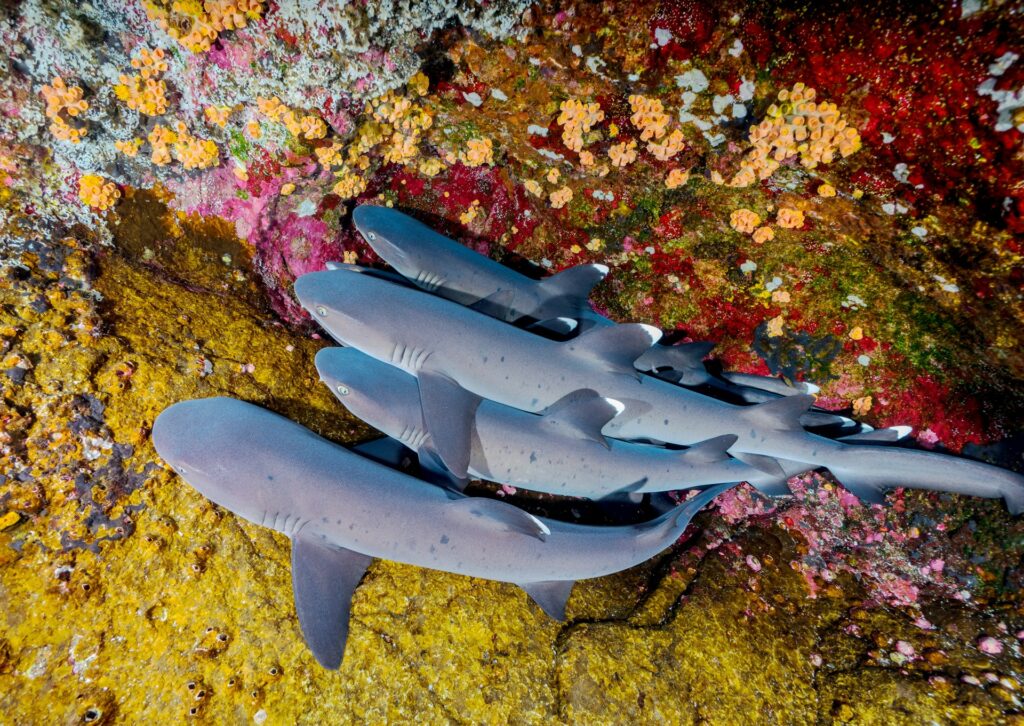four gray sharks

