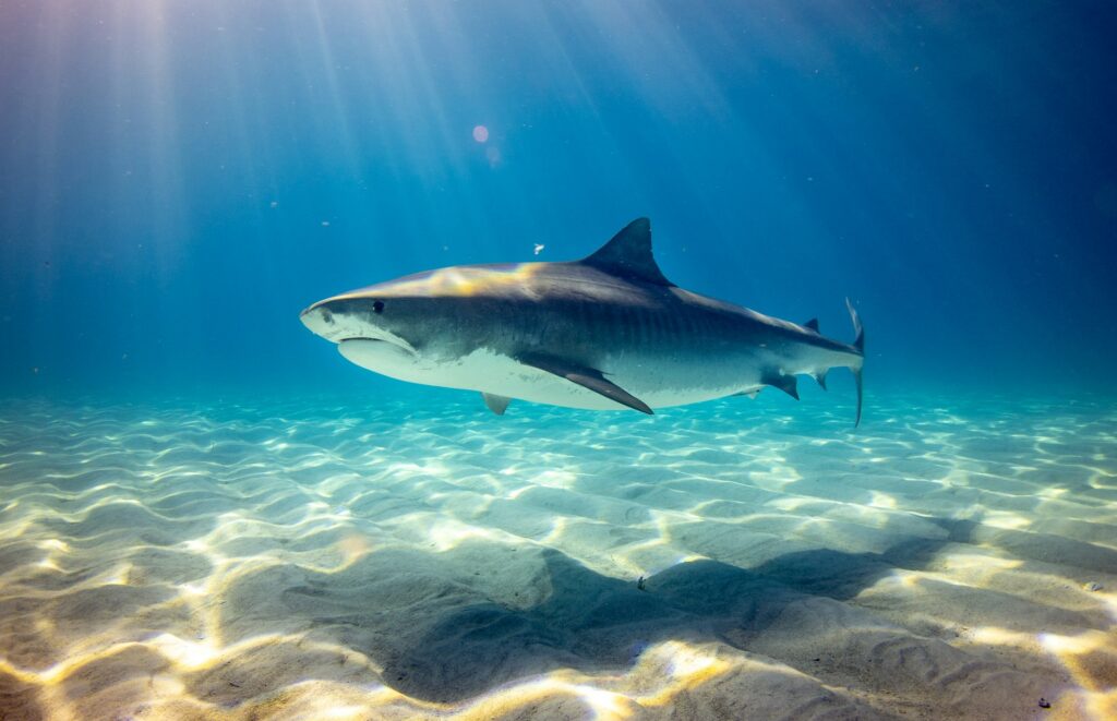 black shark underwater photo
