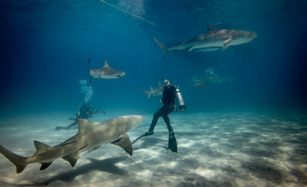 man diving underwater with sharks
