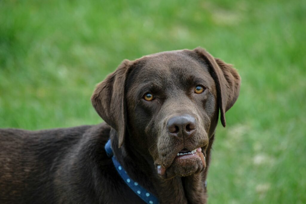 black Labrador retriever on a green grass field
