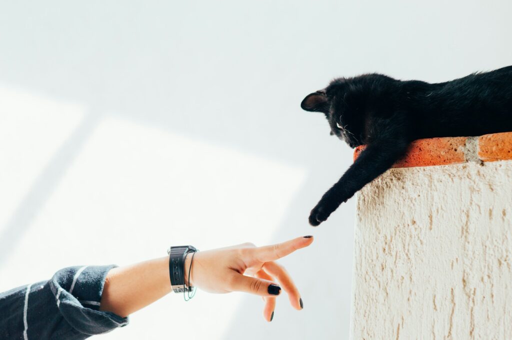 woman and cat joining hands
