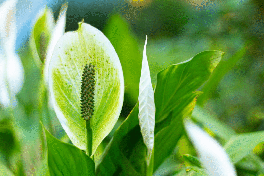 Close-up of a Vibrant Green Peace Lily Leaf