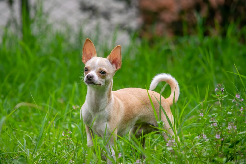 brown chihuahua on green grass during daytime

