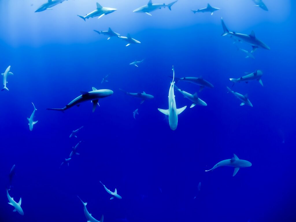 group of sharks under body of water
