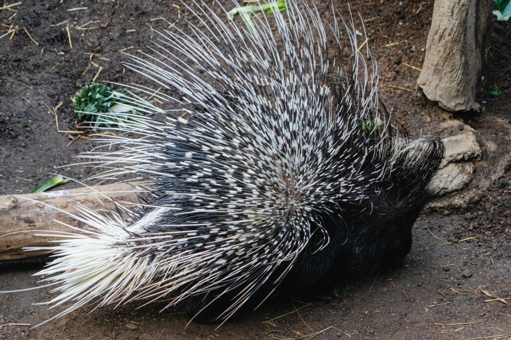 a porcupine is walking around in the dirt
