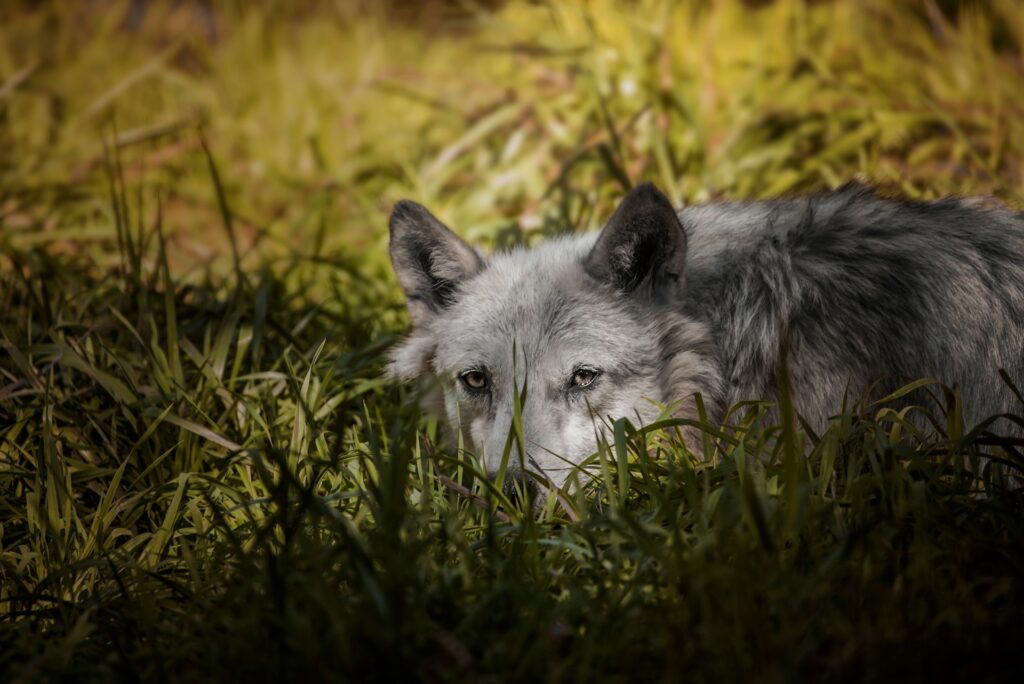 white and black wolf on green grass during daytime
