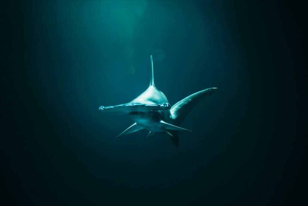 closeup photo of hammerhead shark
