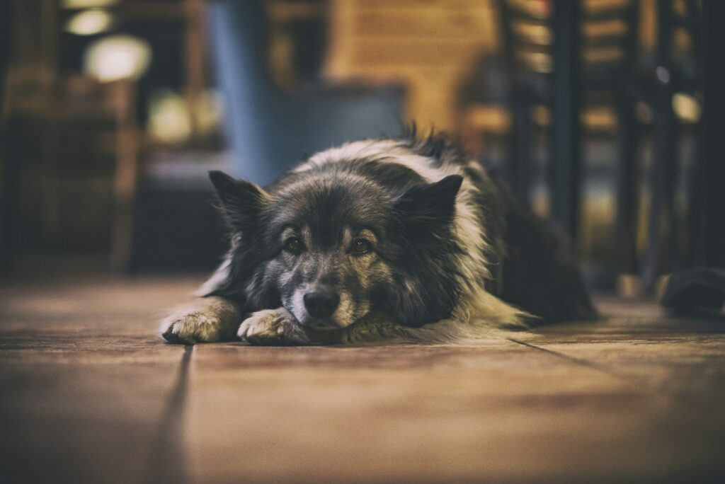 selective focus photography of white-and-black dog lying on floor
