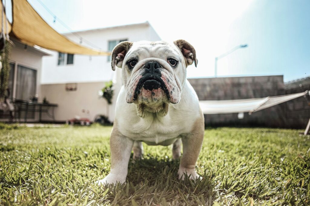 white and brown bulldog on green grass during daytime
