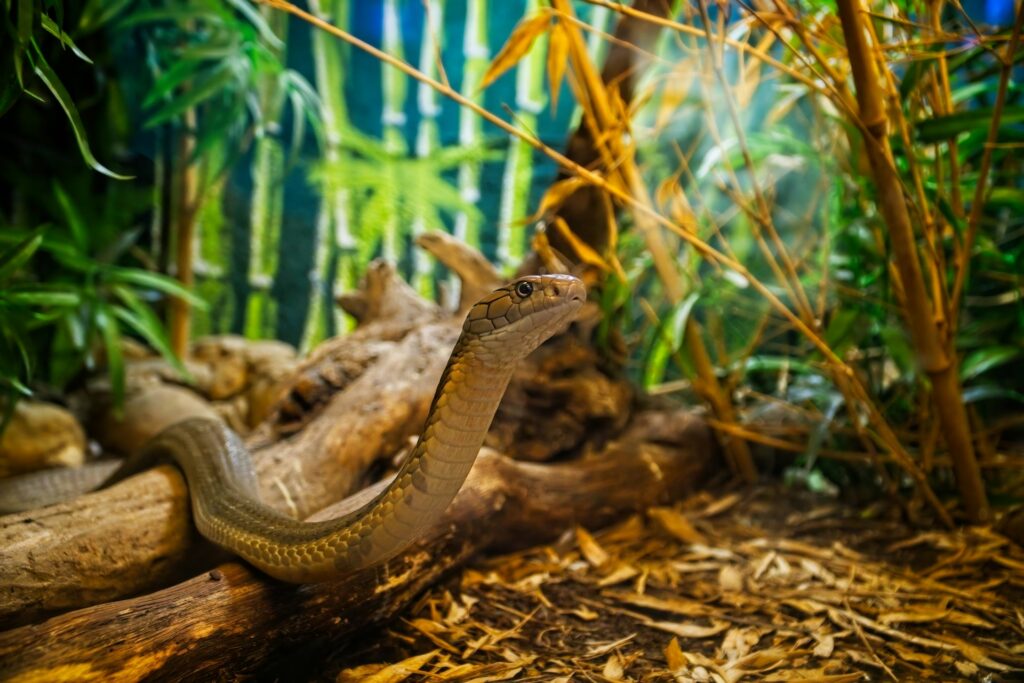 a snake is in the middle of a jungle
