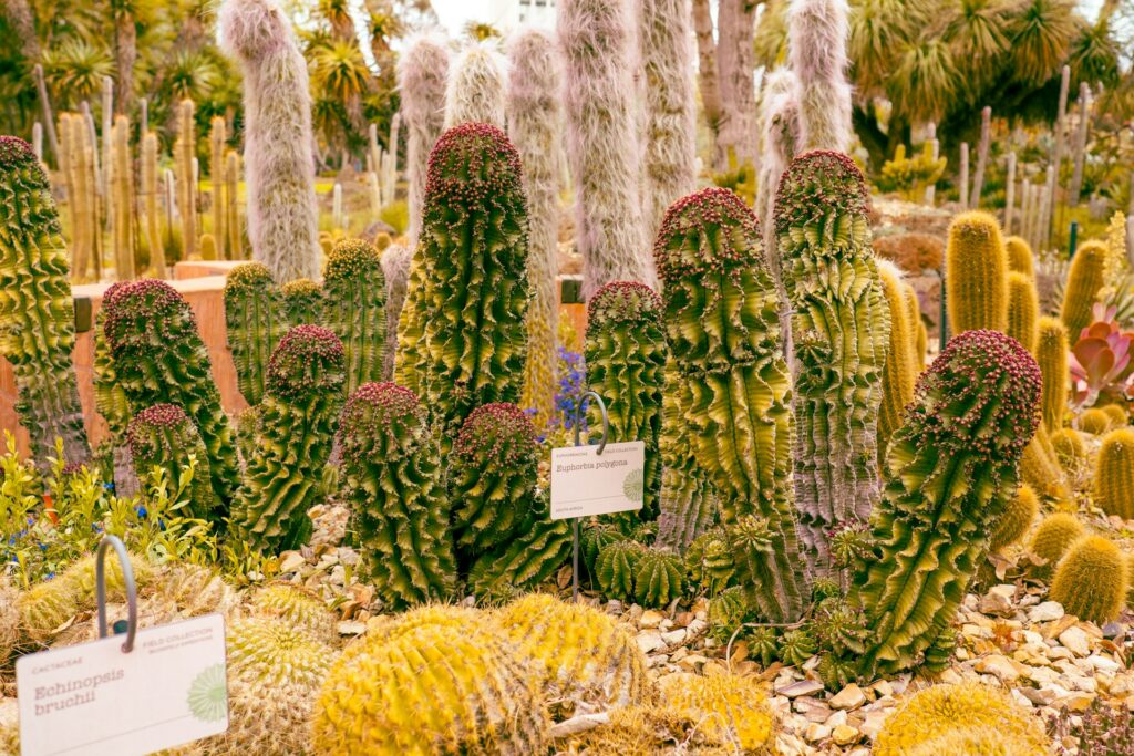 a variety of cactus plants in a garden